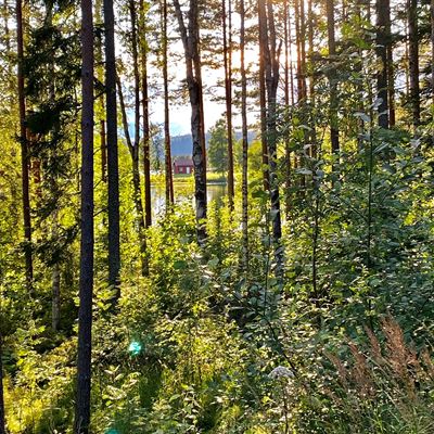 Hyttedrøm i skogen