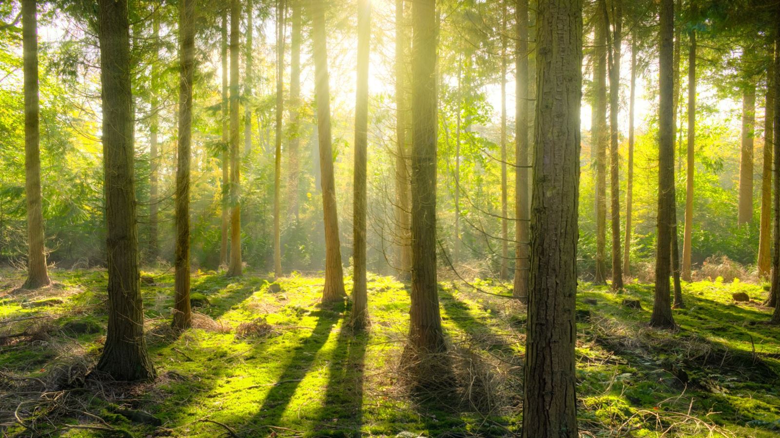 Grønn skog